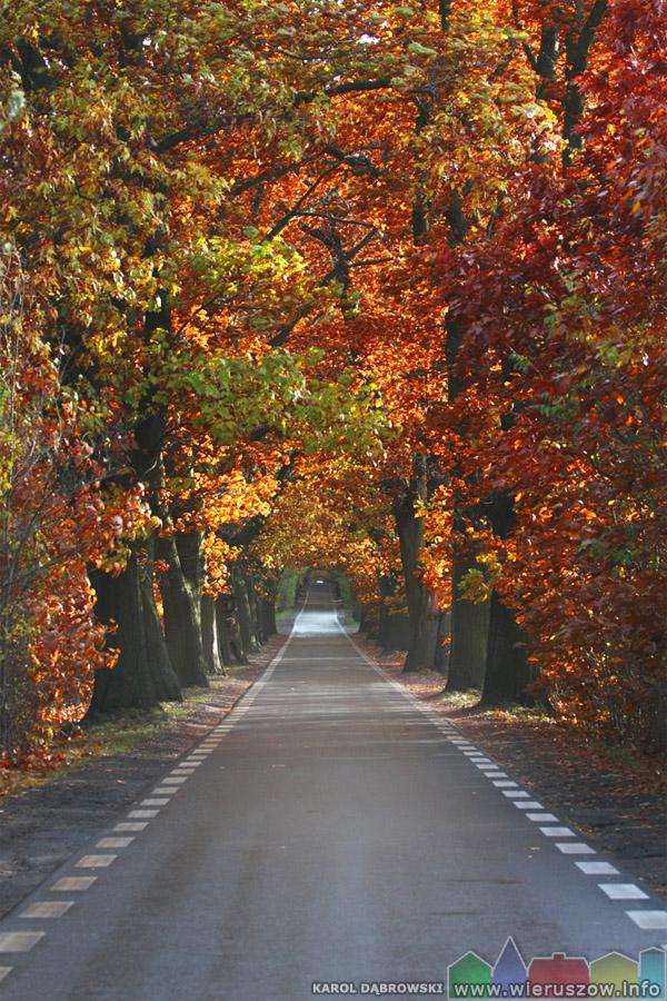 Aleja Dębów Czerwonych jesienią