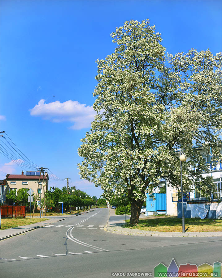 Kwitnące drzewo na skrzyżowaniu