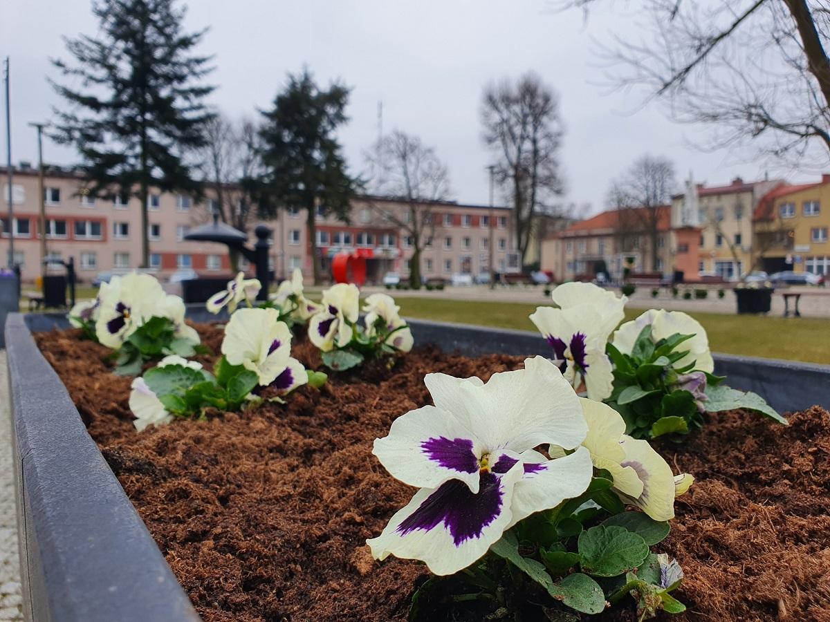 Bratki na rynku w Wieruszowie